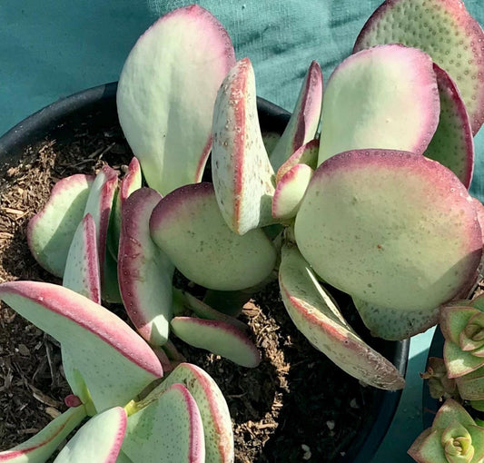 Crassula arborescens 6in