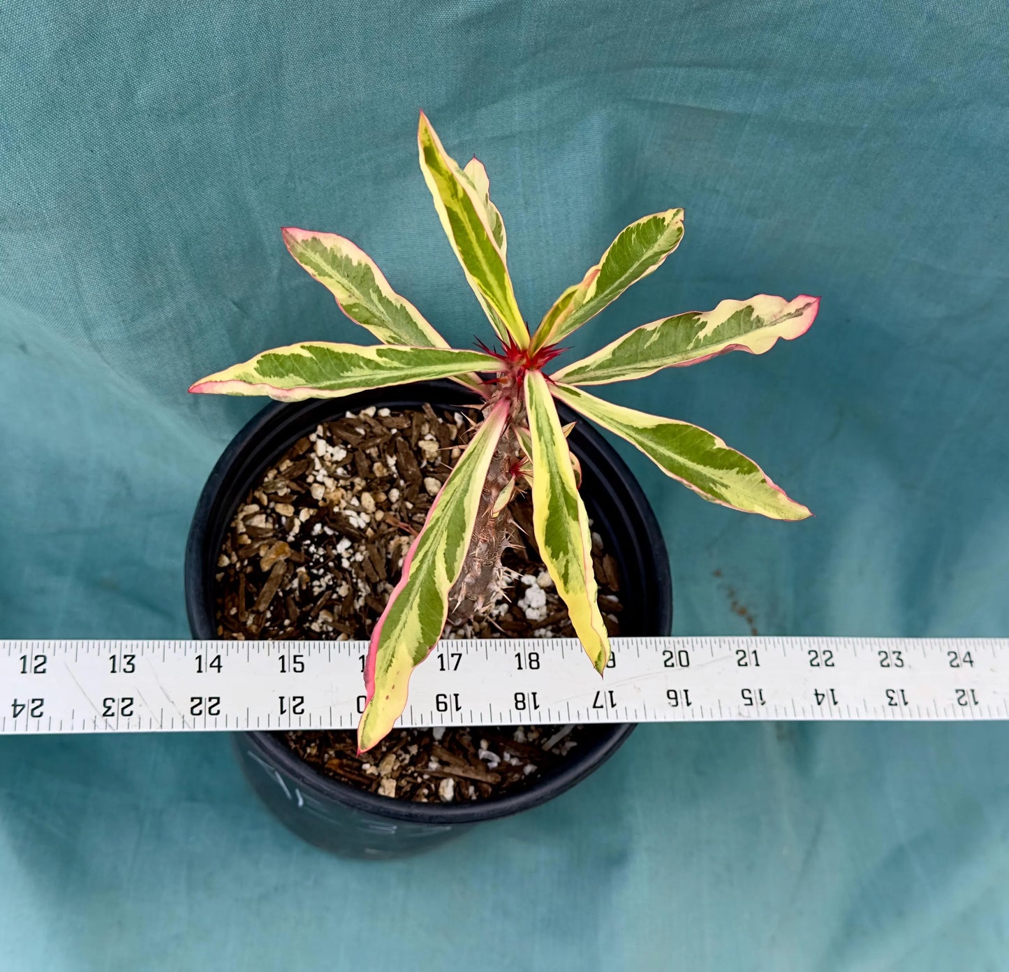 Euphorbia Milii - Crown of Thorns variegated -'Fireworks' AE33