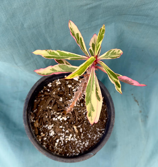Euphorbia Milii - Crown of Thorns variegated -'Fireworks' AE35