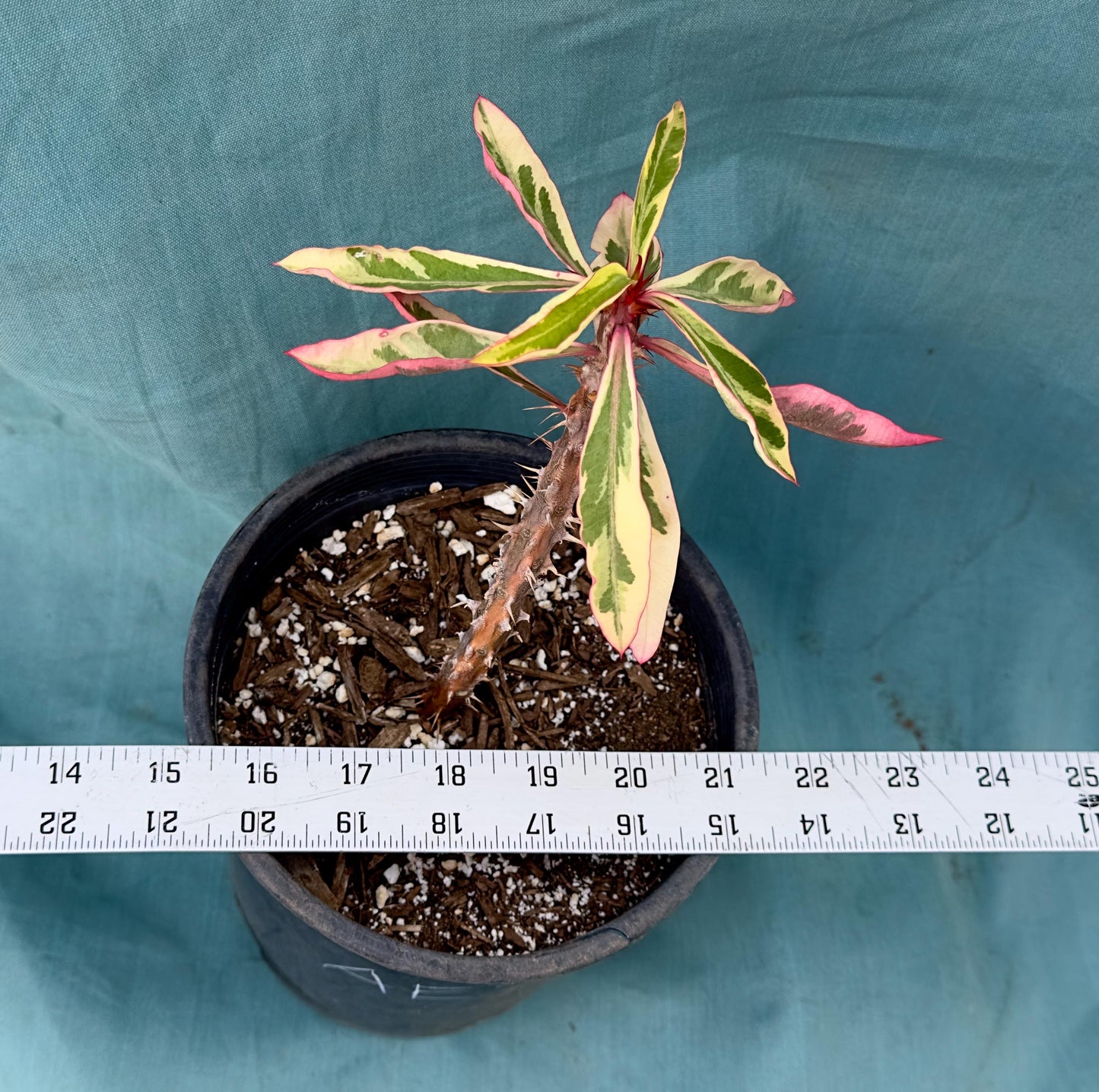 Euphorbia Milii - Crown of Thorns variegated -'Fireworks' AE35