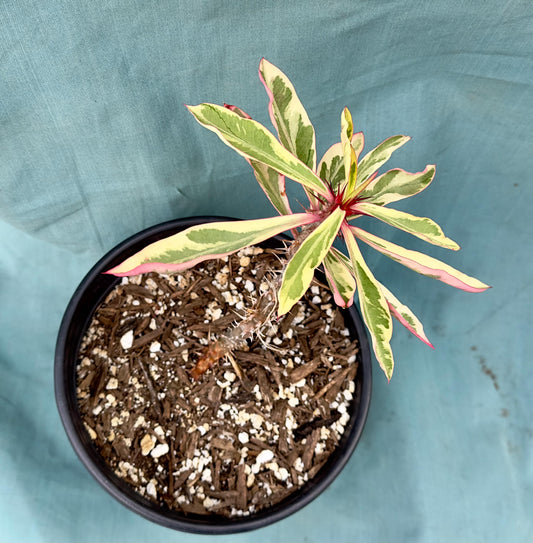 Euphorbia Milii - Crown of Thorns variegated -'Fireworks' A5