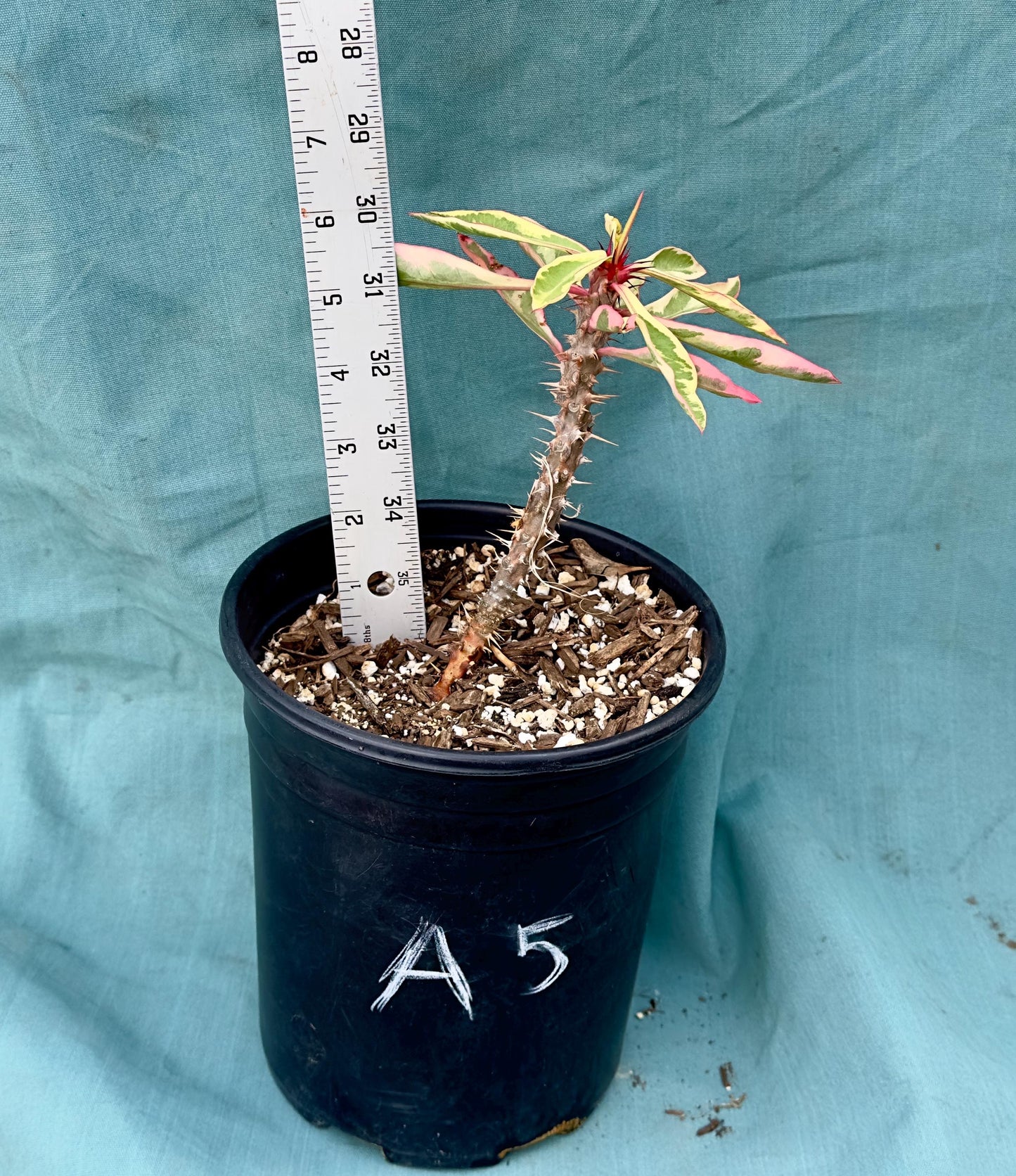 Euphorbia Milii - Crown of Thorns variegated -'Fireworks' A5