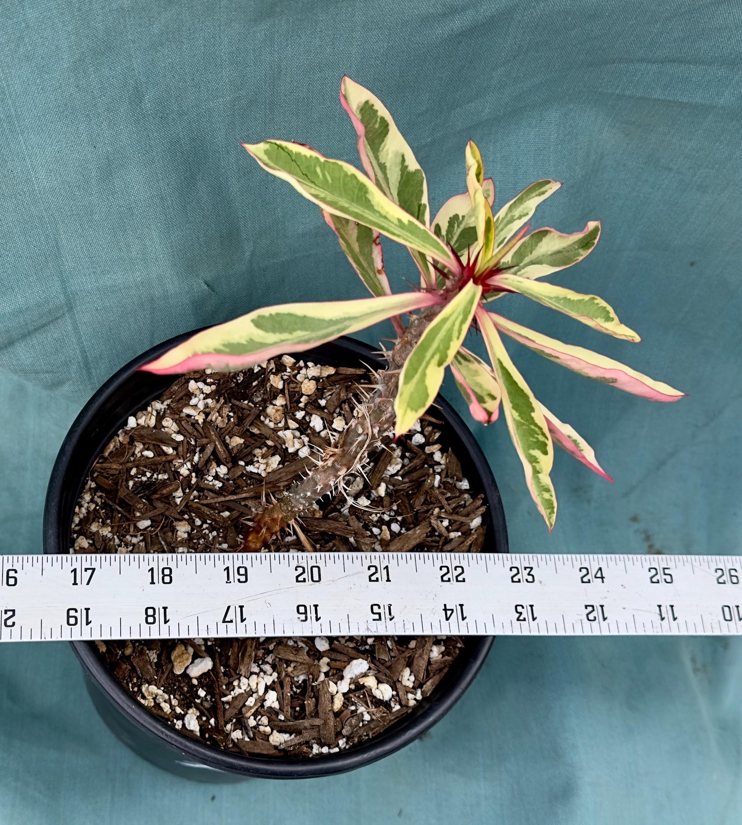 Euphorbia Milii - Crown of Thorns variegated -'Fireworks' A5