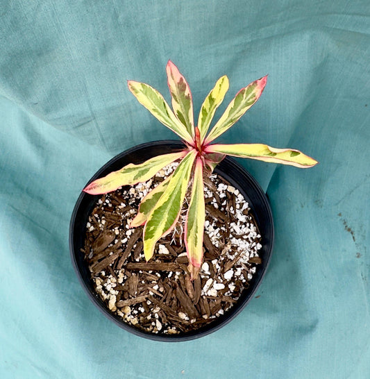 Euphorbia Milii - Crown of Thorns variegated -'Fireworks' AE38