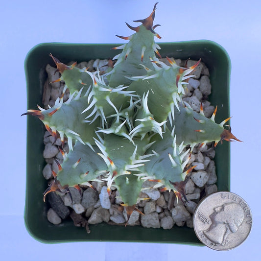 4-inch Aloe erinacea