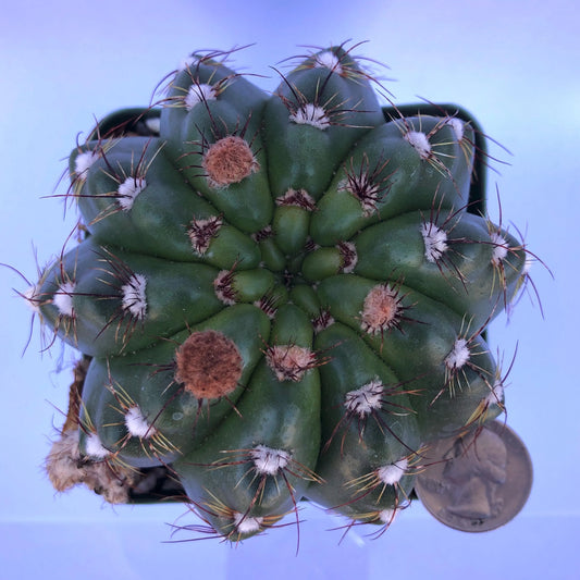 4-inch Notocactus militaris | Parodia ottonis