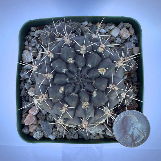 4-inch Gymnocalycium reductum var. leucodictyon | Chin Cactus