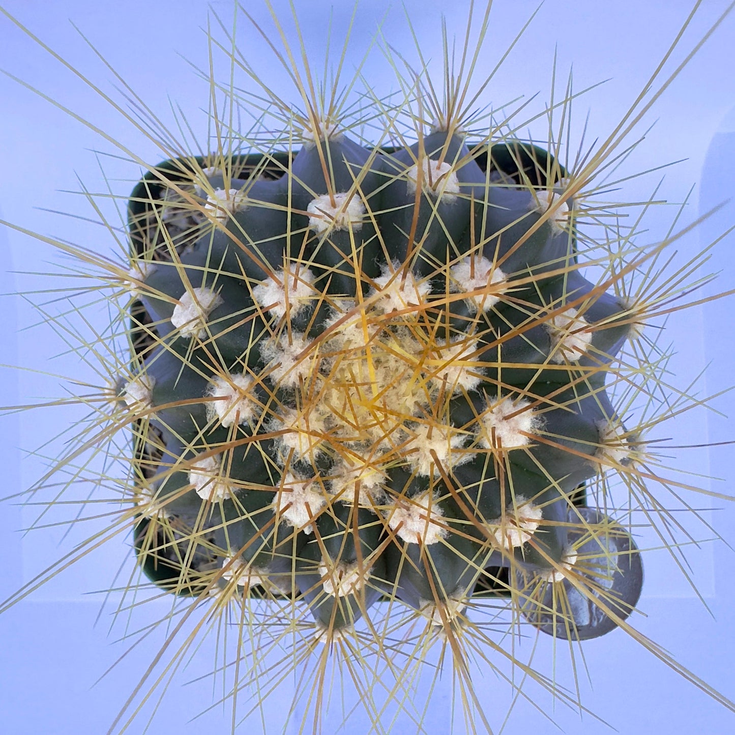 4-inch Buiningia brevicylindrica var. Longispina