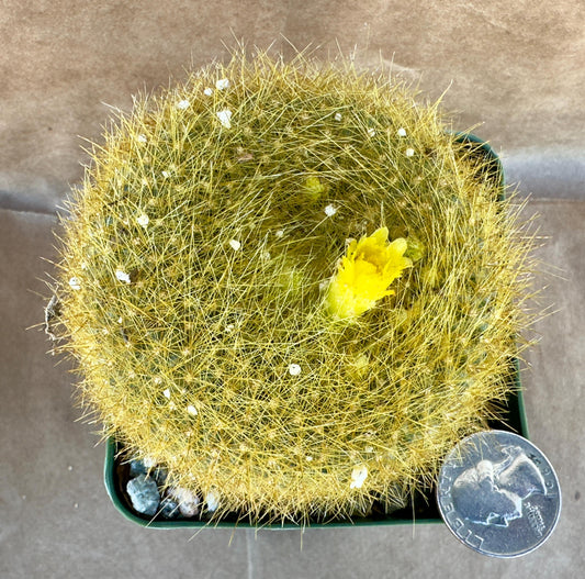 4-inch Notocactus graessneri var. flaviflorus A1