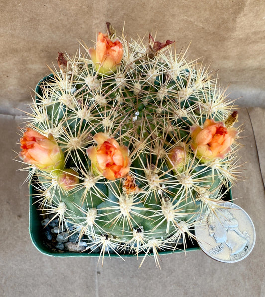 4-inch Weingartia trollii | Rebutia trollii A1