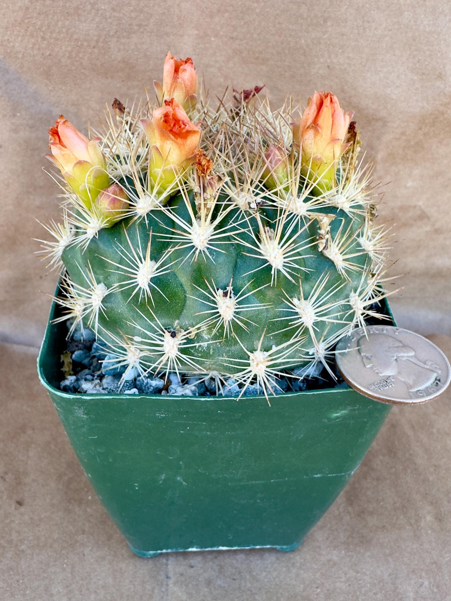 4-inch Weingartia trollii | Rebutia trollii A1