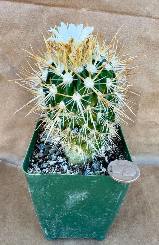 4-inch Echinofossulocactus ochoterenaus | Stenocactus ochoterenanus A1