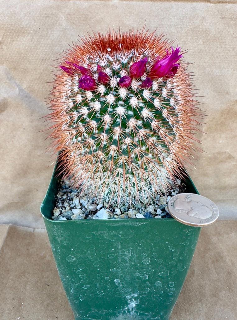 4-inch Spiny Pincushion Cactus | Mammillaria spinosissima E1