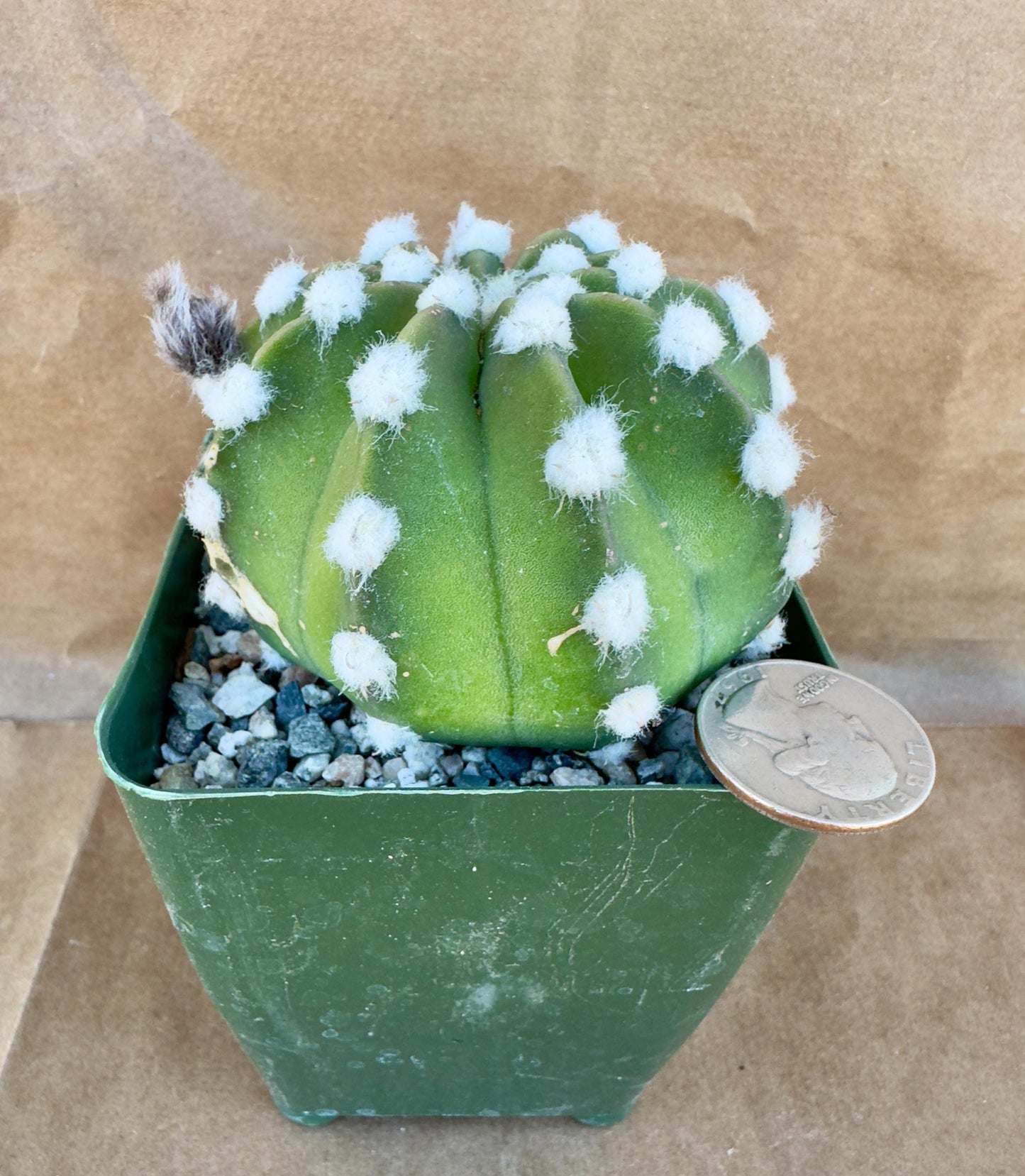 4-inch Echinopsis subdenudata ‘Fuzzy Navel’ E1