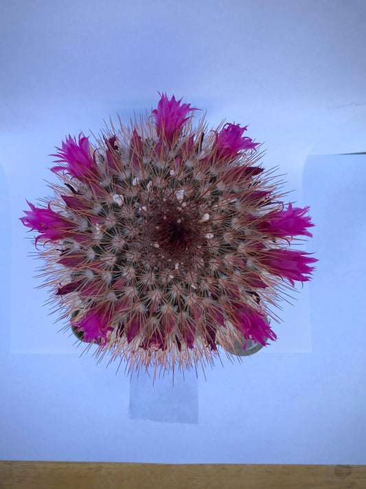 4-inch Spiny Pincushion Cactus | Mammillaria spinosissima