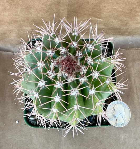 4-inch Turk’s Cap Cactus | Melocactus violaceus A1