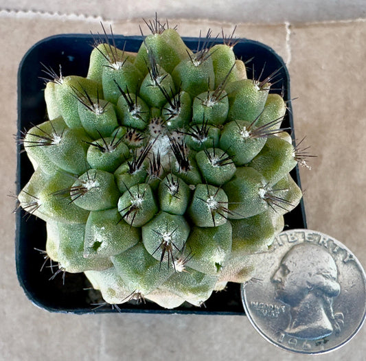 4-inch Copiapoa hypogaea var. barquitensis A1