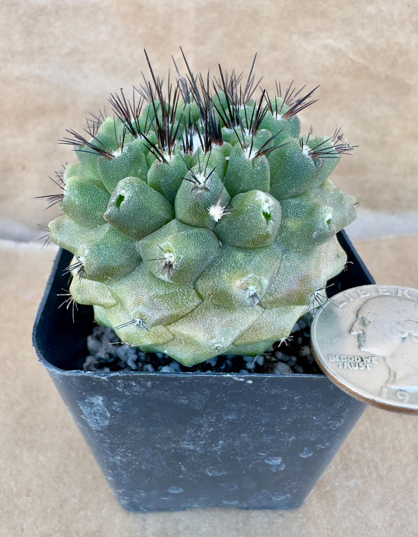 4-inch Copiapoa hypogaea var. barquitensis A1