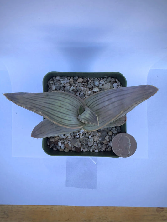 4-inch Karasberg Coral Aloe | Aloe striata ssp. karasbergensis