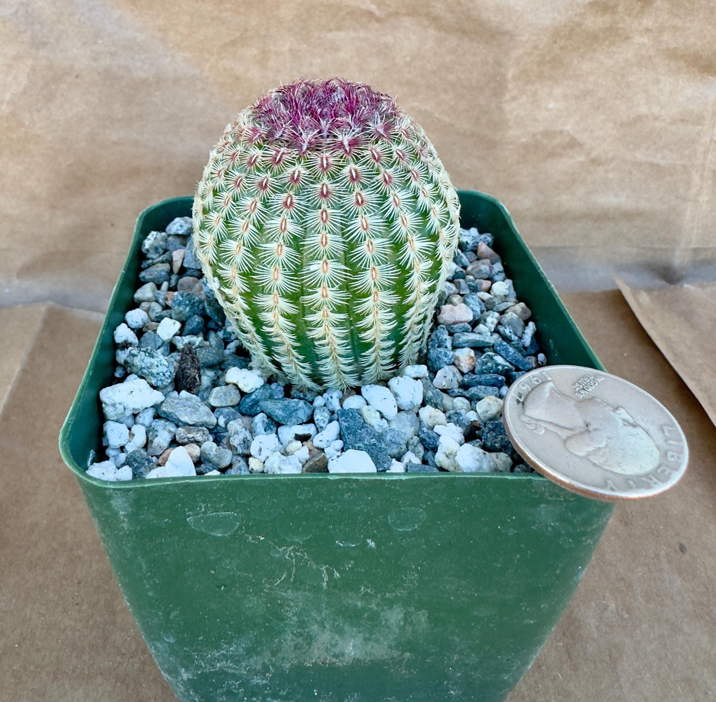 4-inch Echinocereus rigidissimus 'Rubispinus' | Rainbow Hedgehog Cactus