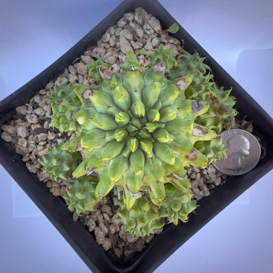 4-inch Euphorbia susannae | 'Susanna's Spurge'