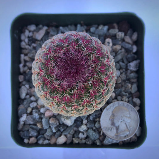 4-inch Echinocereus rigidissimus 'Rubispinus' | Rainbow Hedgehog Cactus