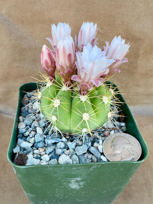 4-inch Gymnocalycium chacoense A1