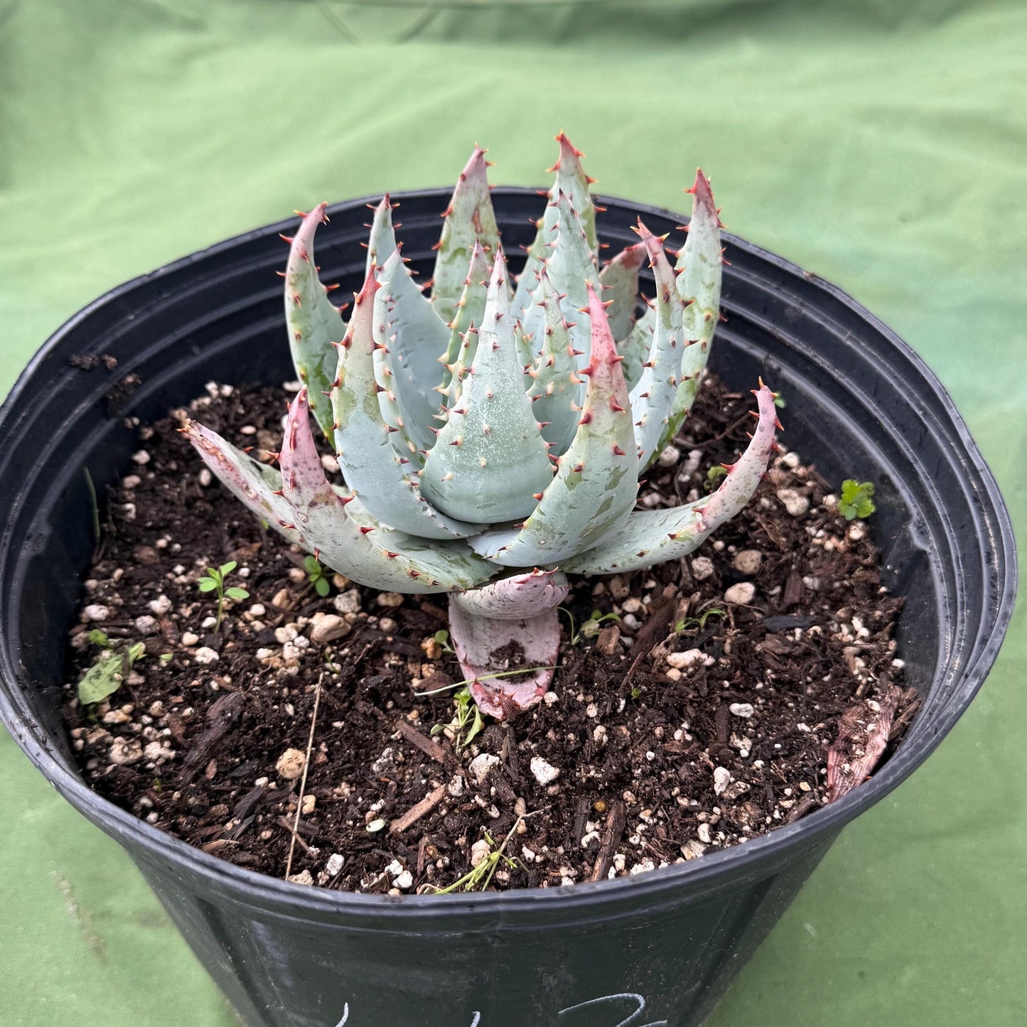 Fez Aloe (LL2) | Aloe peglerae