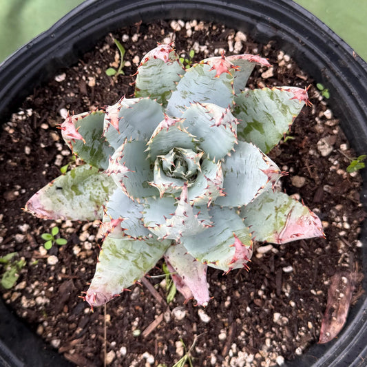 Fez Aloe (LL2) | Aloe peglerae