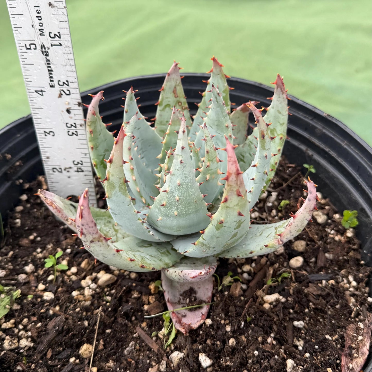 Fez Aloe (LL2) | Aloe peglerae