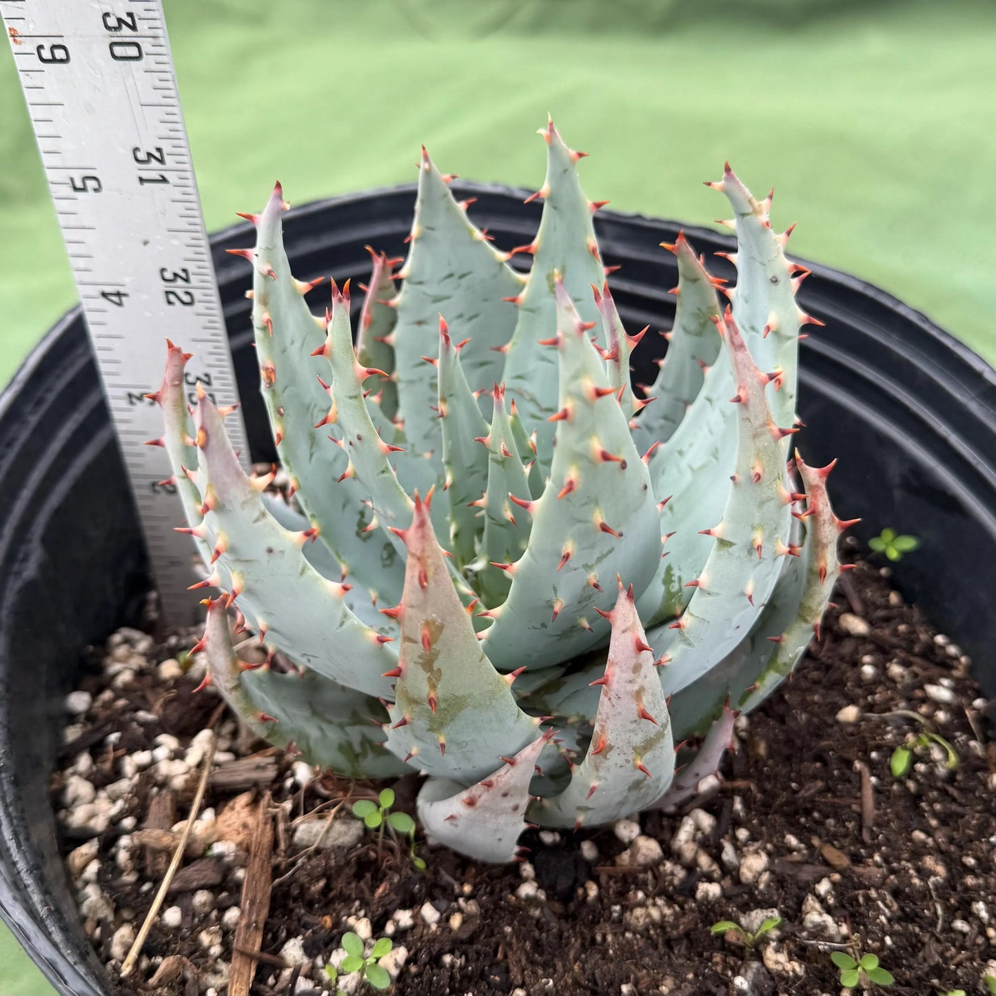Fez Aloe (LL3) | Aloe peglerae