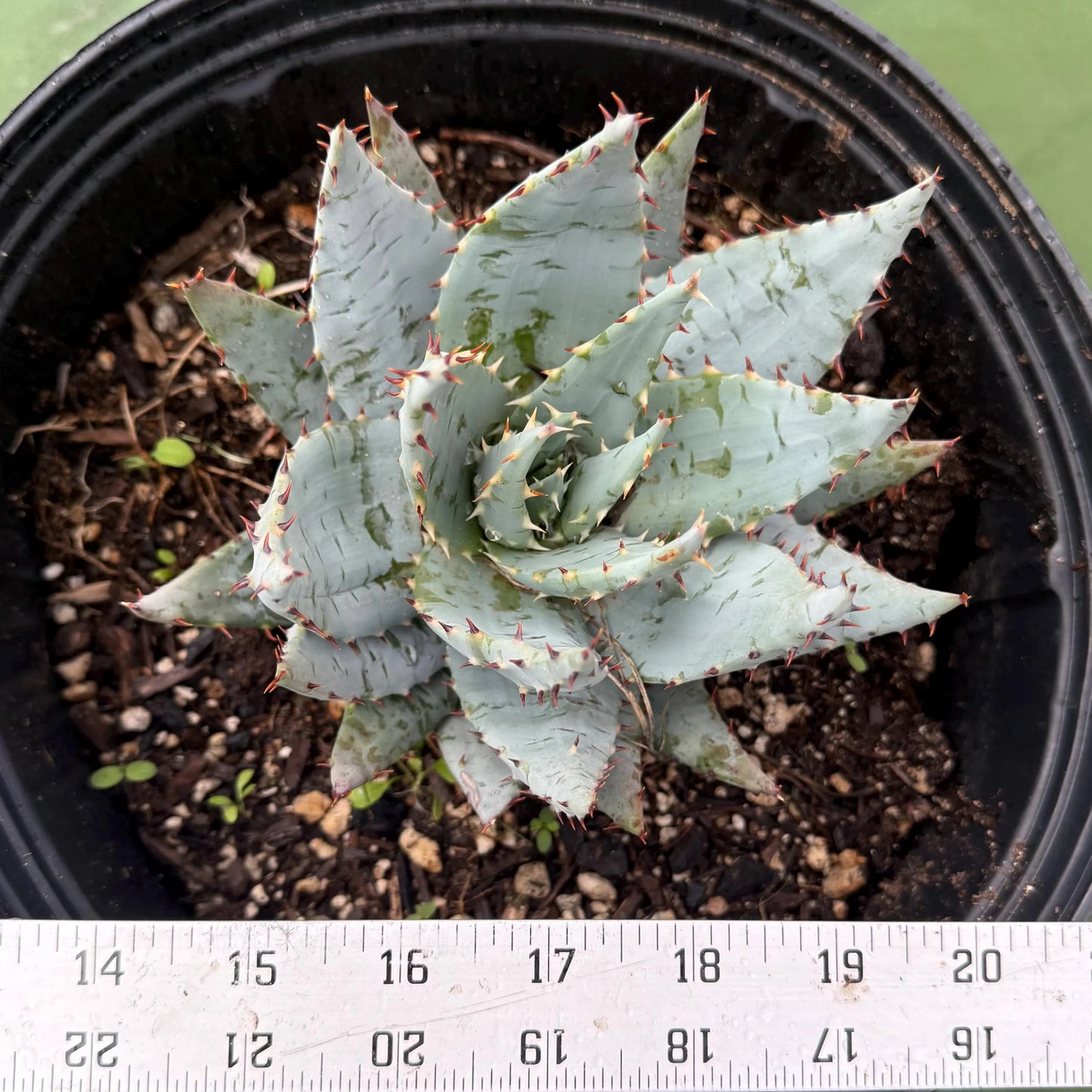 Fez Aloe (LL4) | Aloe peglerae