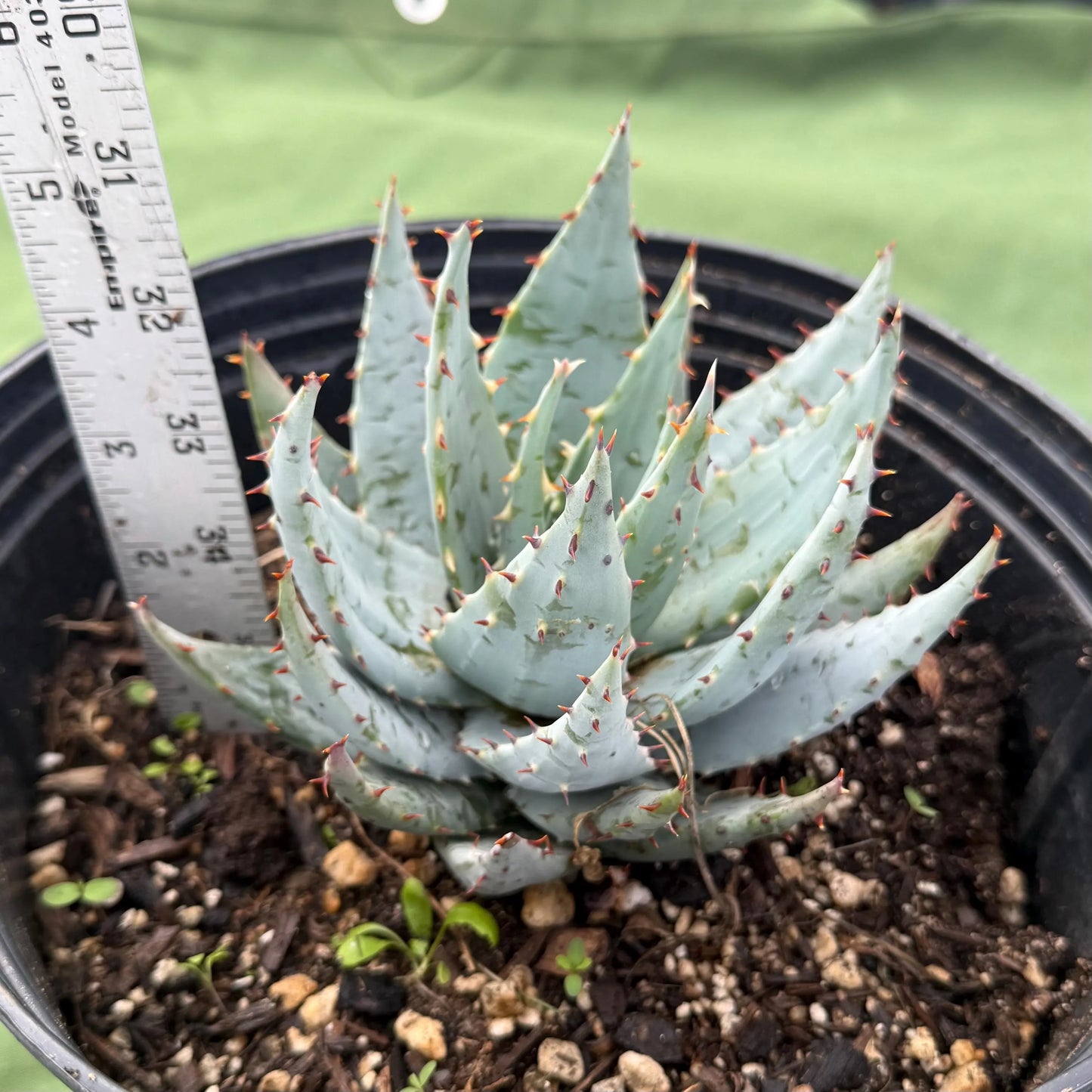 Fez Aloe (LL4) | Aloe peglerae