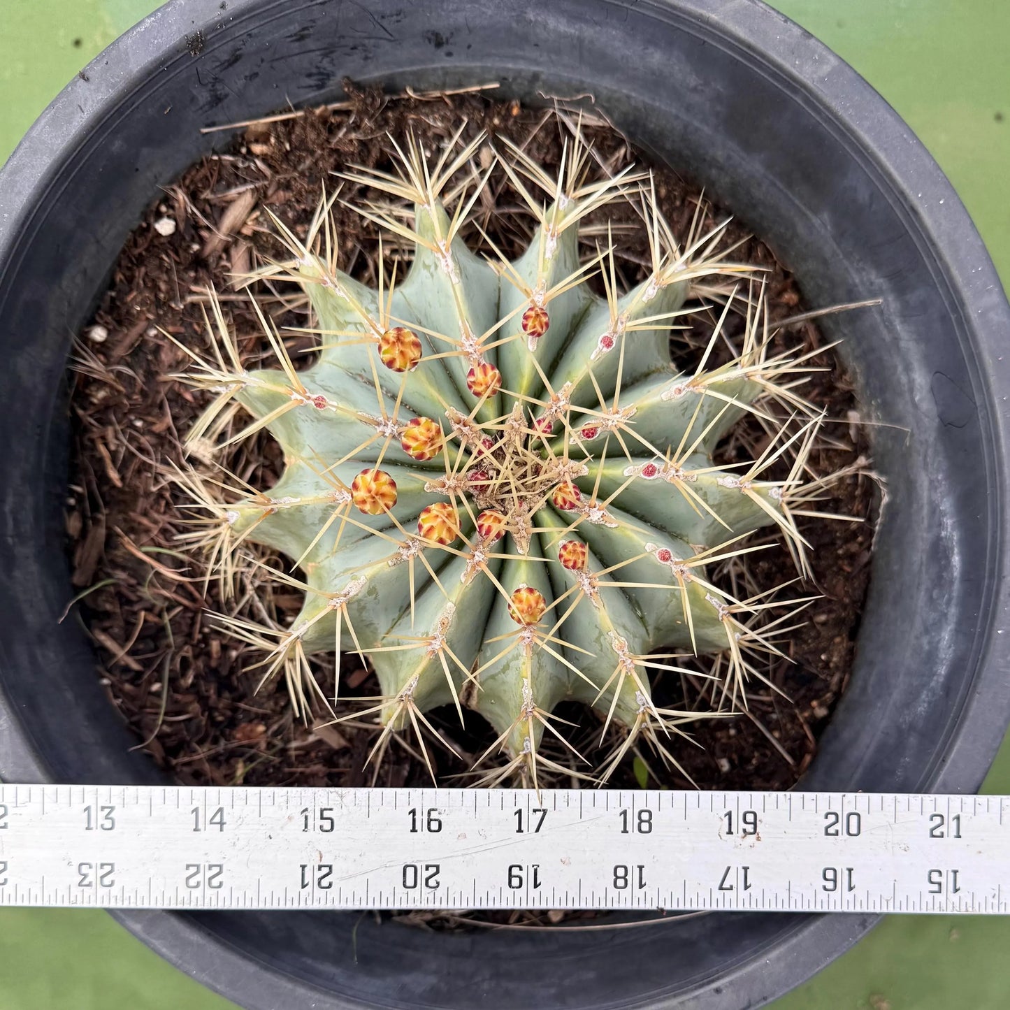 Glaucous Barrel Cactus (LL16) | Ferocactus glaucescens