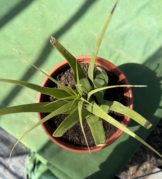 Squid Agave | Agave bracteosa