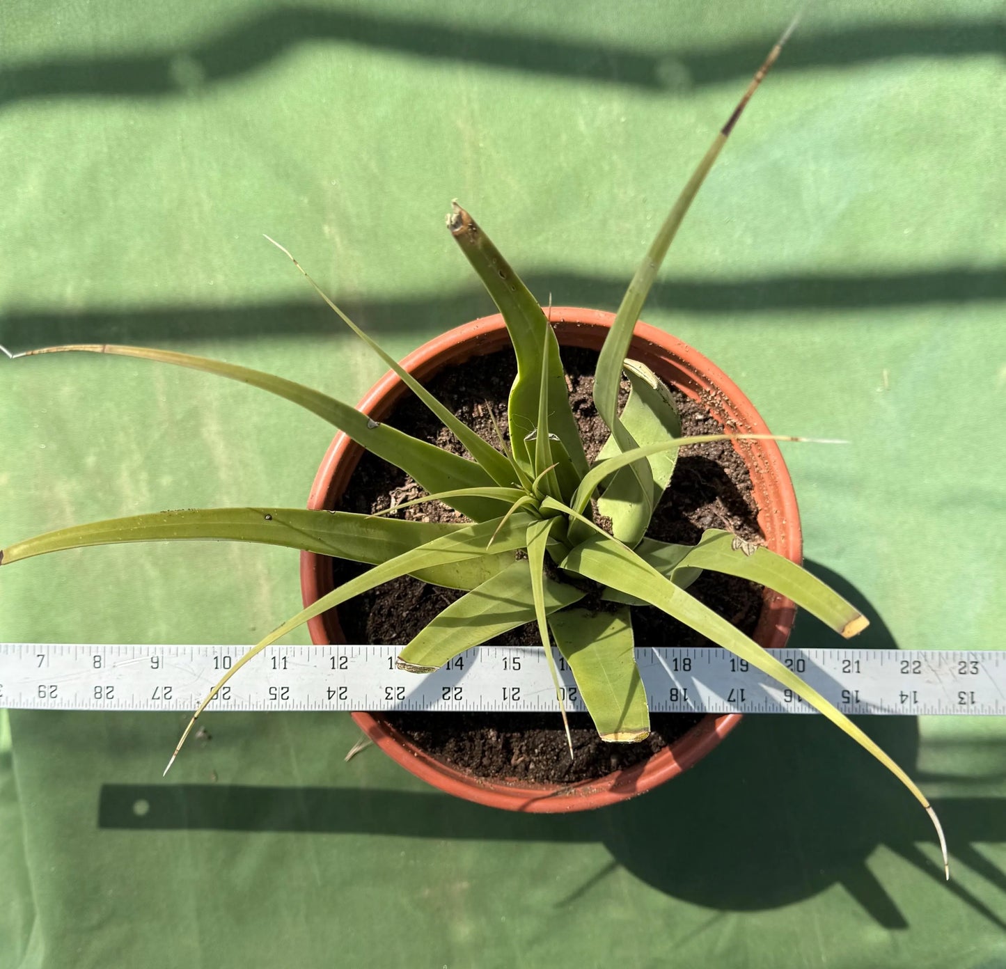Squid Agave | Agave bracteosa