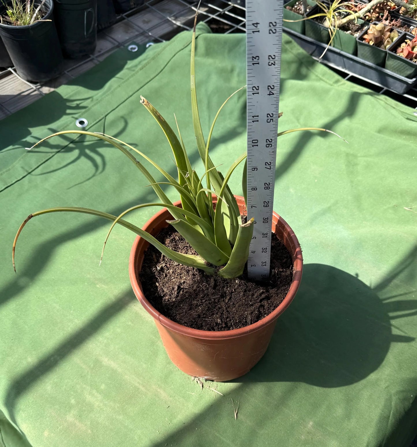 Squid Agave | Agave bracteosa