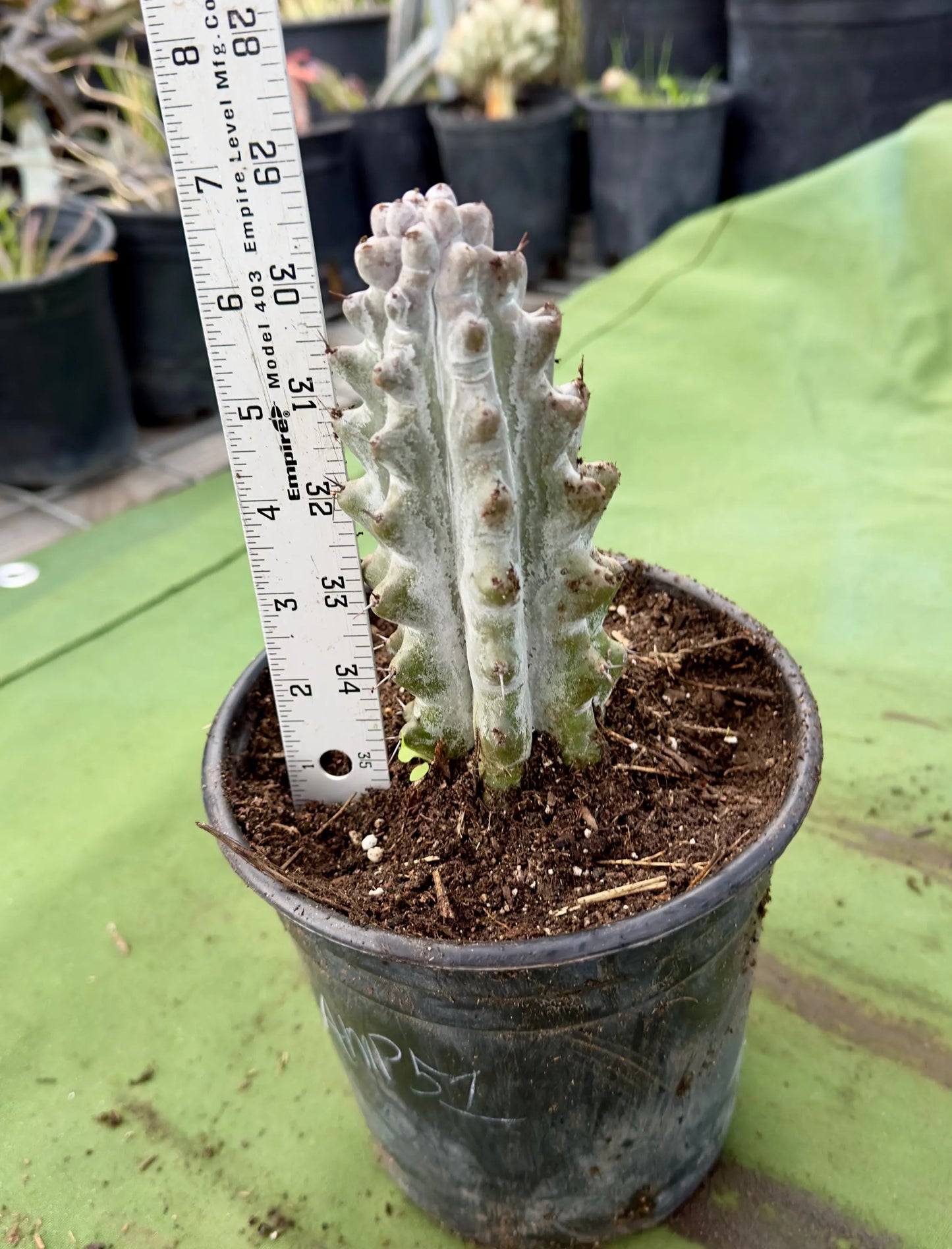Stenocereus beneckei AMP51