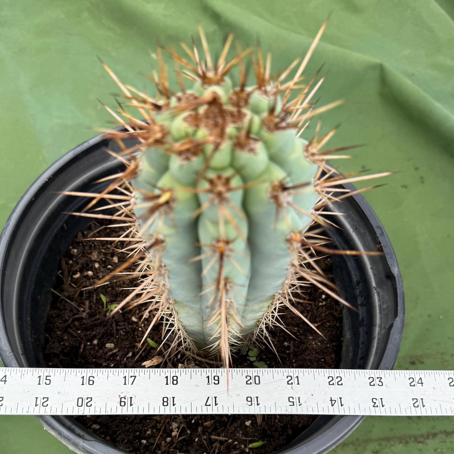 Blue Cereus (LL13) | Browningia hertlingiana