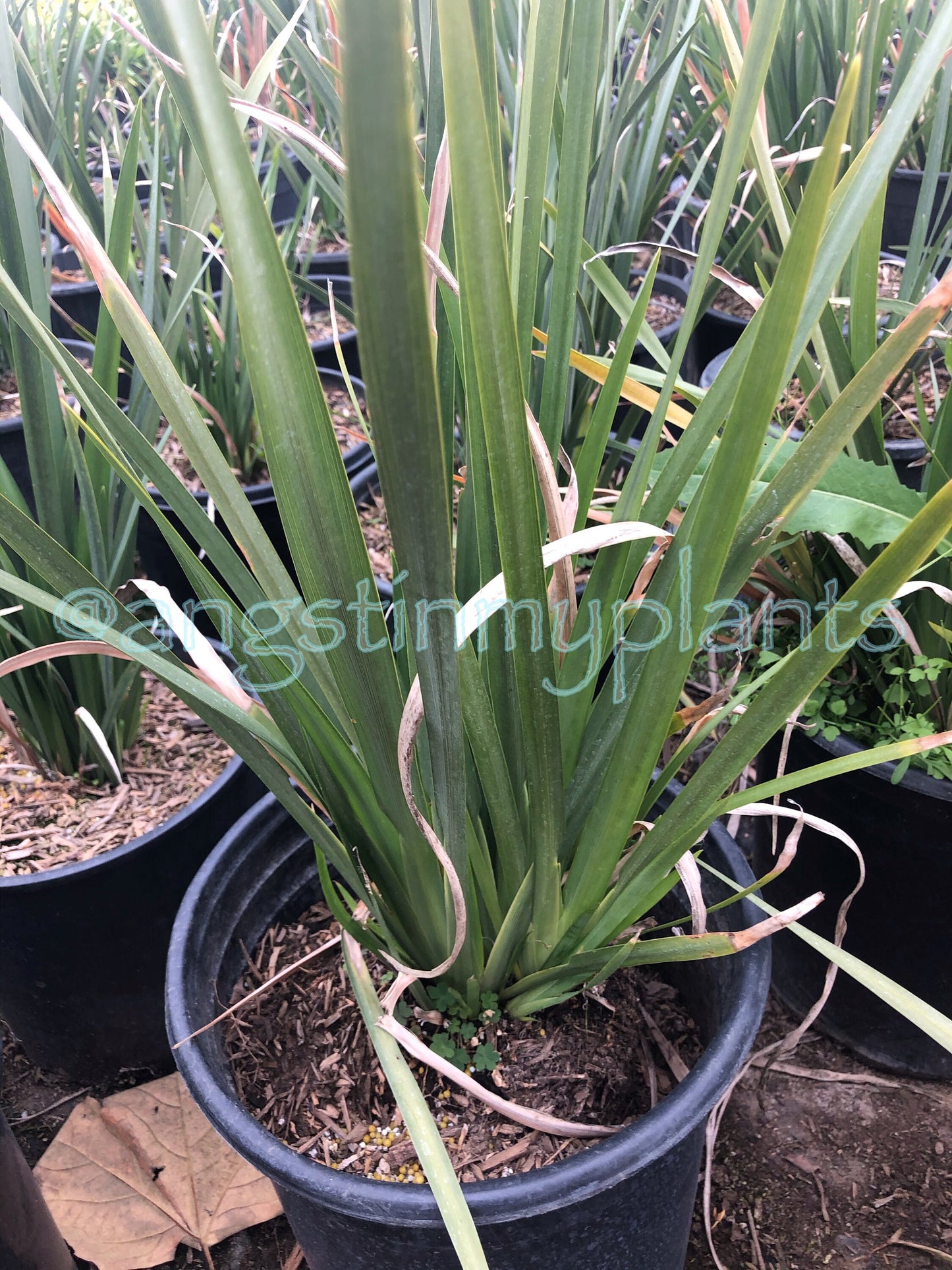 5gal Fortnight Lily | Dietes iridioides