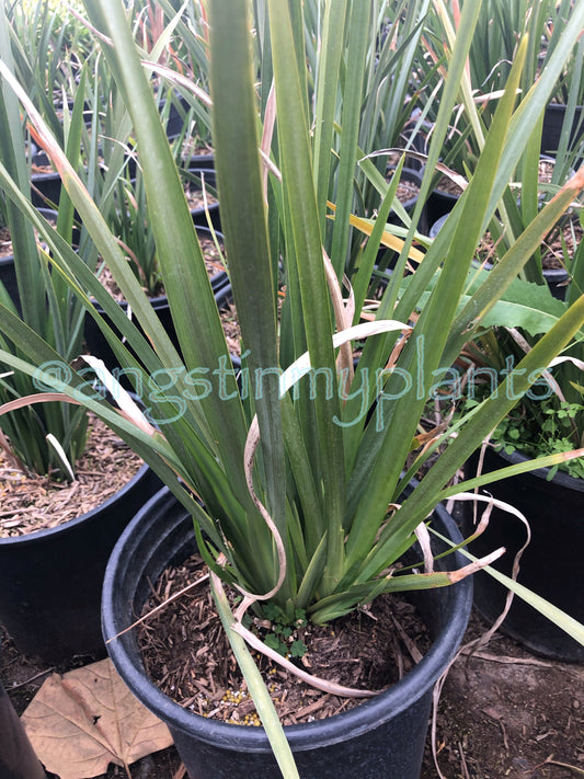 5gal Fortnight Lily | Dietes iridioides