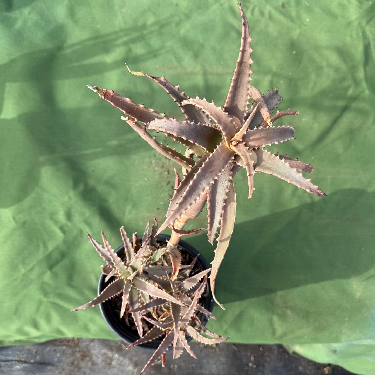 Aloe (LL30)