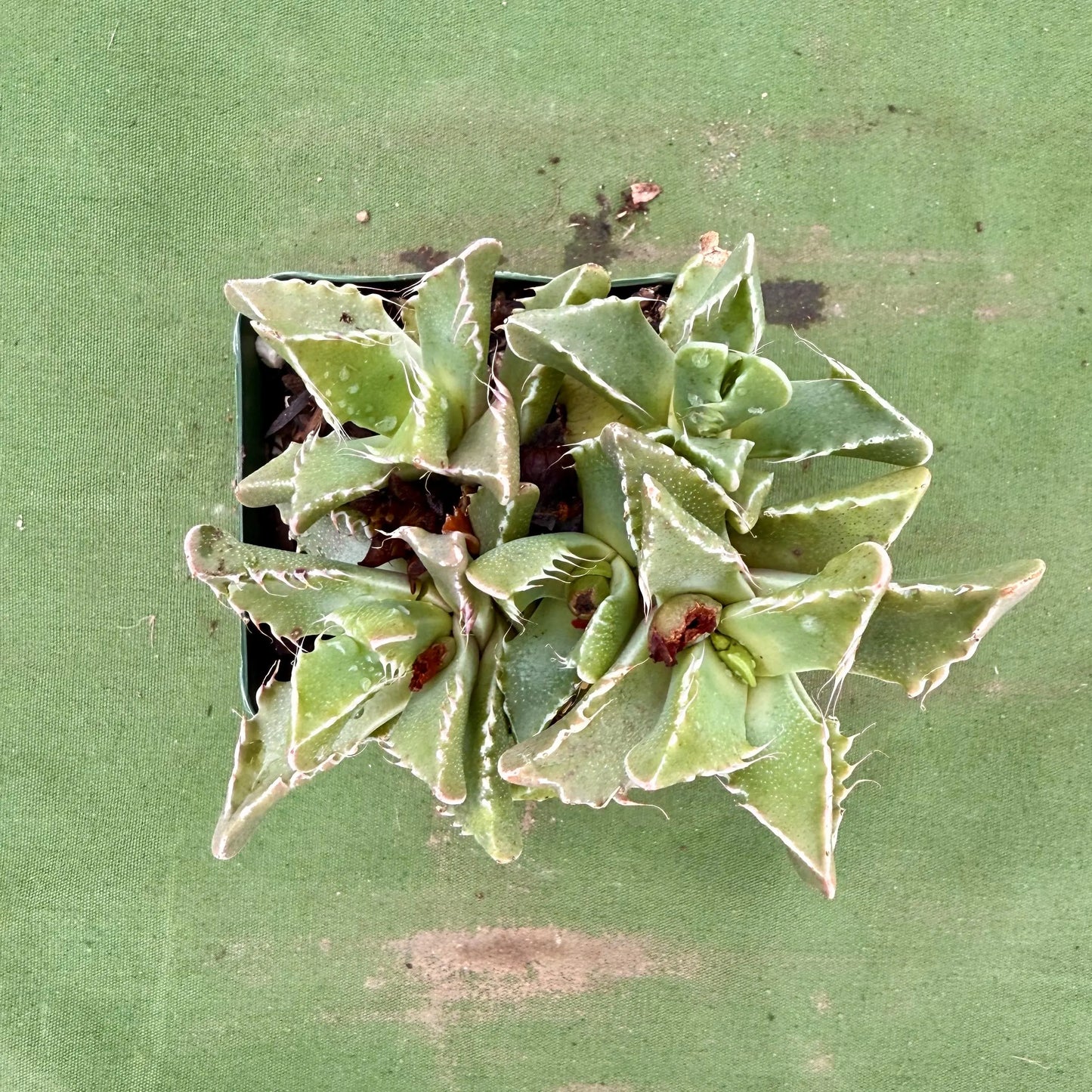 Tiger Jaws (LL78) | Faucaria tigrina