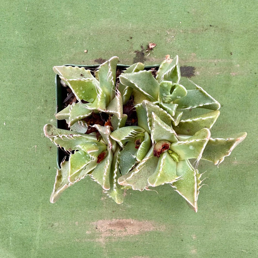 Tiger Jaws (LL78) | Faucaria tigrina