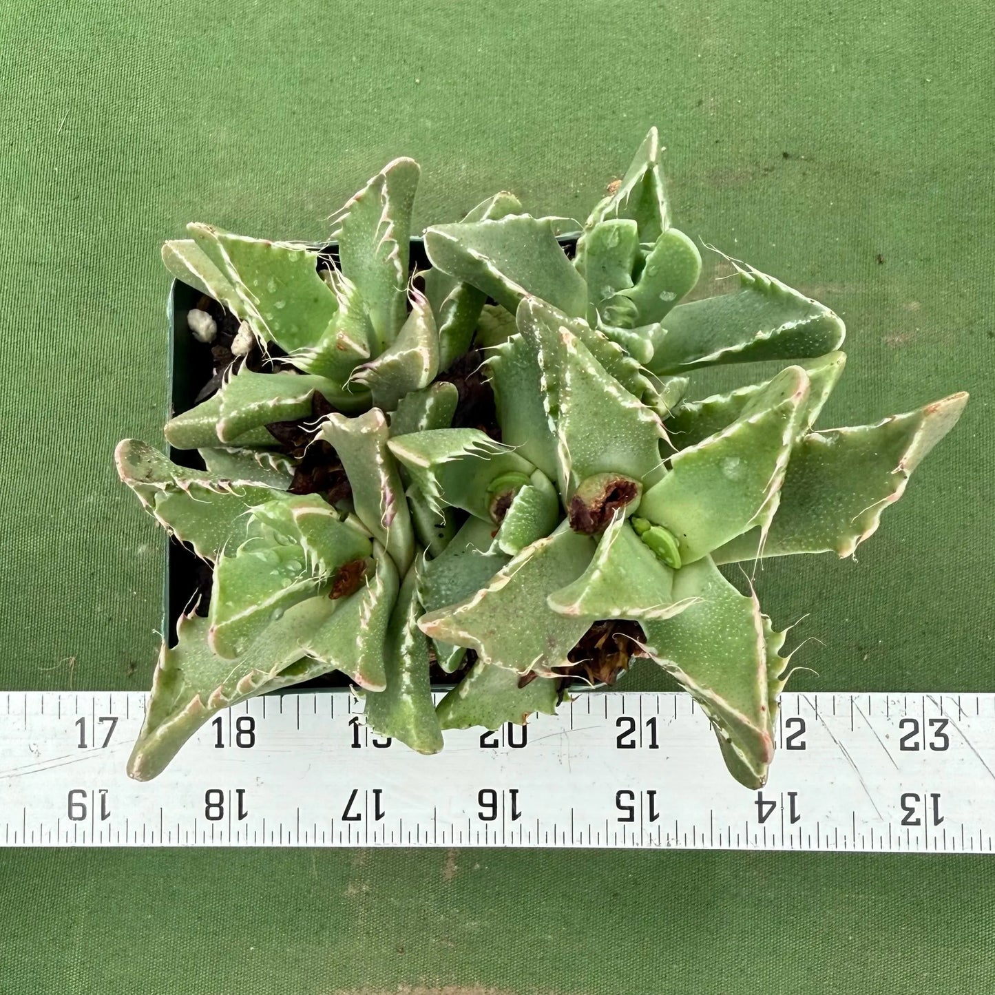 Tiger Jaws (LL78) | Faucaria tigrina