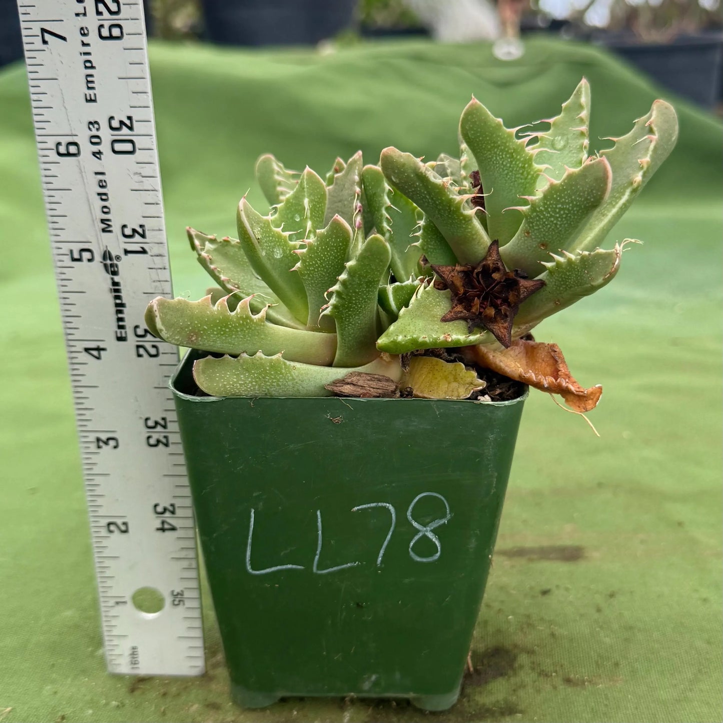 Tiger Jaws (LL78) | Faucaria tigrina