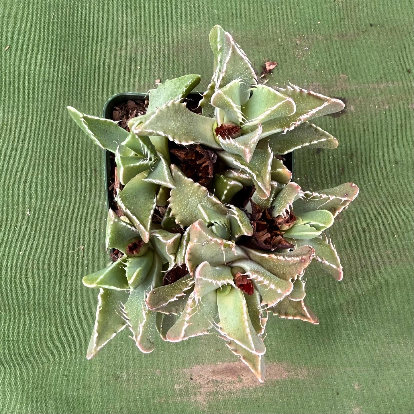 Tiger Jaws (LL79) | Faucaria tigrina