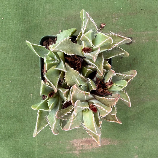 Tiger Jaws (LL79) | Faucaria tigrina