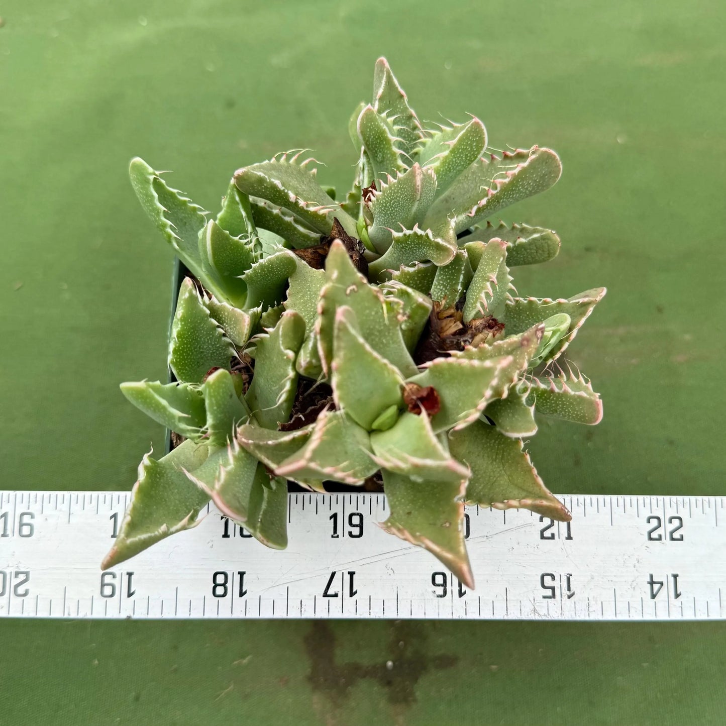 Tiger Jaws (LL79) | Faucaria tigrina