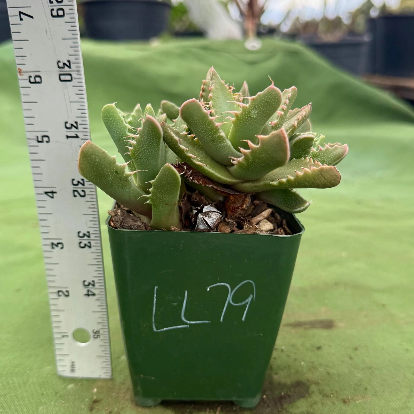 Tiger Jaws (LL79) | Faucaria tigrina